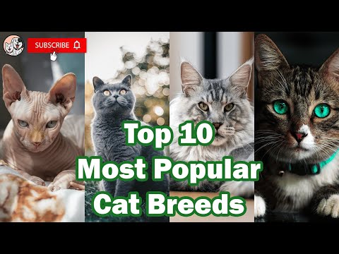 Top 10 Most Popular Cat Breeds in the World 2021
