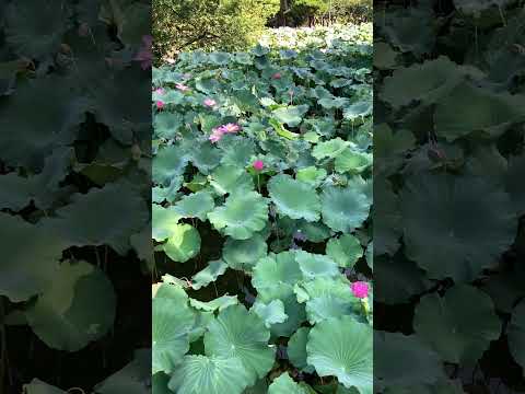 池の周りにある植物は何ですか？周囲の花を咲かせるのに最適な 10 種以上の種  庭園