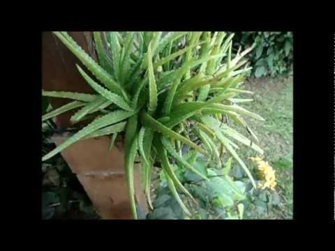 comment prendre aloe vera