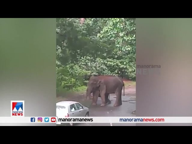 Wild elephant threatens Alto driver, driver panics [Video]