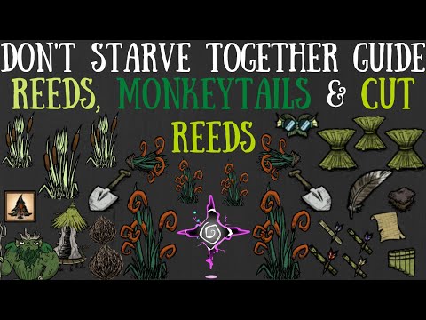 Don't Starve Together Guide: Reeds, Monkeytails & Cut Reeds