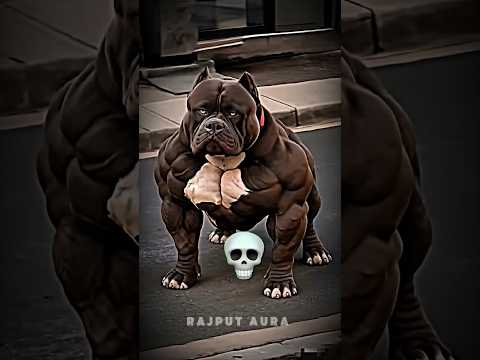 pitbull dog Version ☠️