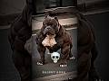 Pitbull Dog Version ️