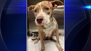Pit bull mix found shot in head being treated at SW Miami-Dade animal clinic