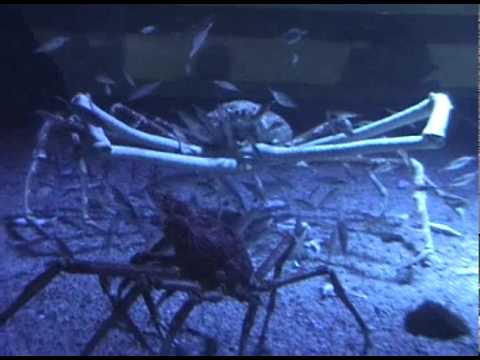 2005.02.07 關西北陸自助旅行 大阪水族館 海遊館