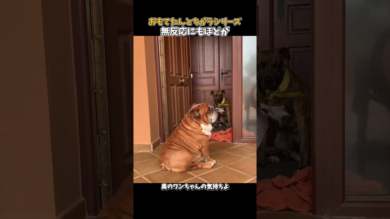 特別ゲストみたいな感じの雰囲気でこれなん可哀想😢 #元気になる動画 #犬の気持ち #元気お届け #可愛い  #愛犬 #癒し