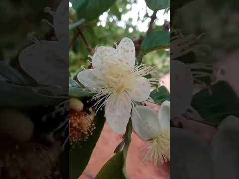 Nas roças de Cariús Ceará Brasil!!!