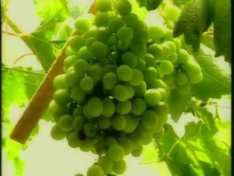 VAVI ZACLI ORQUESTA GRANDES EXITOS COMPILADOS