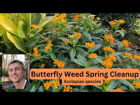 Butterfly Weed Asclepias spp. Spring Plant Preparation