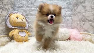 ポメラニアンの動画01