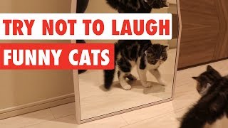 Try Not To Laugh  Funny Cat Video Compilation 2017