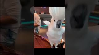 Download lagu Burung Kakatua Joget mp3