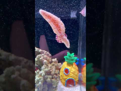 The legs of a starfish that separated from its mother's body smelled bad. Fantastic animals are