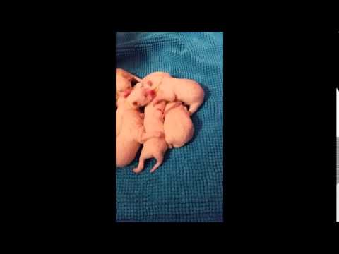 13 02 15 X kullet 3 timer