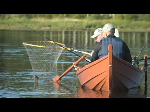 Oulujoen Lohikuninkuus 2021, taimen suorassa lähetyksessä!