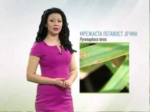 Zelena prognoza 10.3.2015. - Stanje u usevima ječma