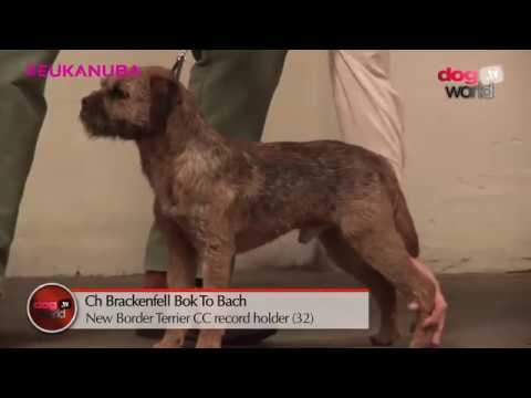 Manchester 2017 - Border Terrier Best of Breed
