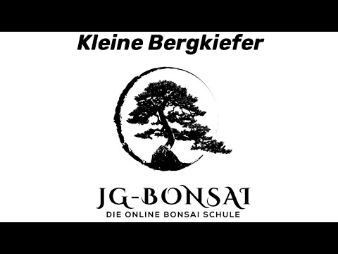 Kleiner Bergkiefer von der Halleluja Position befreien