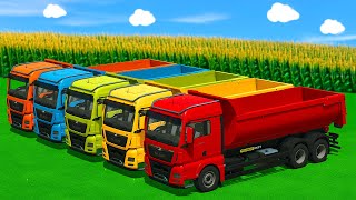 Fendt Harvester Cutting Sorghum 🌾🚜 | MAN Trucks & Massey Ferguson Hauling Challenge