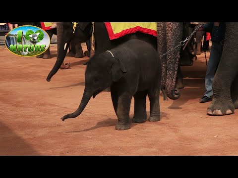 WHAT A TERRIBLE SIGHT! BABY ELEPHANT ON A CHAIN. IT JUST HURTS TO WATCH.