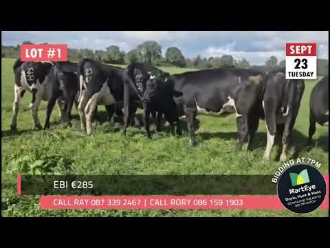 High EBI In- Calf Heifers - Image 2