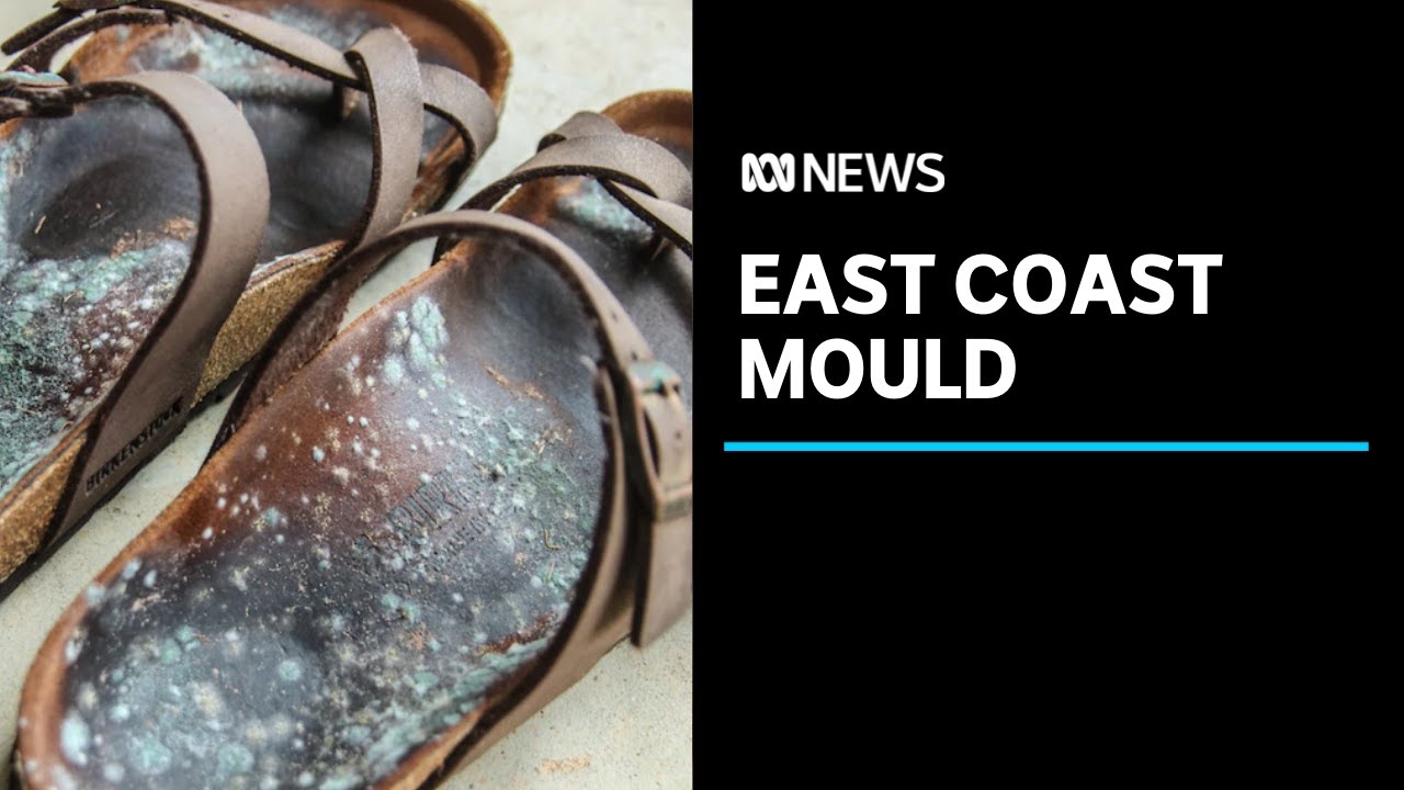 Widespread mould problem for east coast households | ABC News