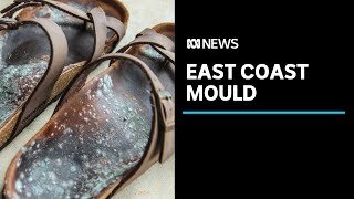 Widespread mould problem for east coast households | ABC News