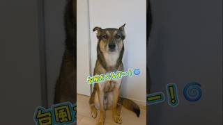 おはようまるちゃん🌞#雑種犬 #雑種 #保護犬 #犬のいる暮らし #いぬのいる生活 #犬のいる生活 #保護犬との暮らし