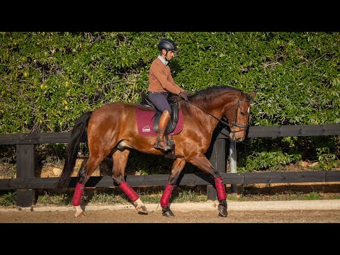 Horse for Sale |  5YO piro free Lusitano gelding - raw talent to develop  (REF#698)