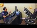 Best Funny Cats & Dogs 2026 😂 Ultimate Try Not to Laugh Challenge | Cutest Animal Moments 🐾 DEFAULT Thumbnail