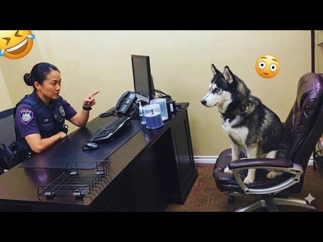 Best Funny Cats & Dogs 2026 😂 Ultimate Try Not to Laugh Challenge | Cutest Animal Moments 🐾 SDDEFAULT Thumbnail