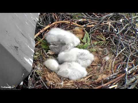 Red-tailed Hawk Chicks Napping In Nest Bowl – May 4, 2018