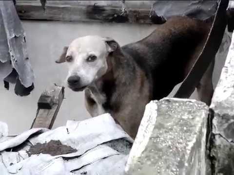 PERROS VIVEN EN CONDICIONES CRÍTICAS CANCUN - INFO MARICARMEN VÉLEZ, EDICIÓN RMC