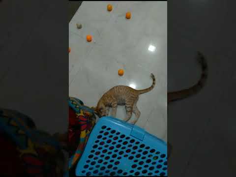 Playing with balls ❤❤