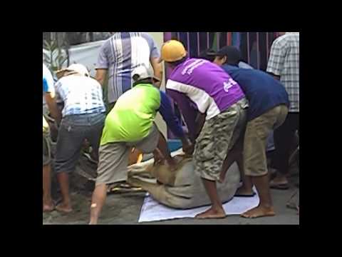 Download link Youtube: Suasana Idul Adha di Masjid Al Manar