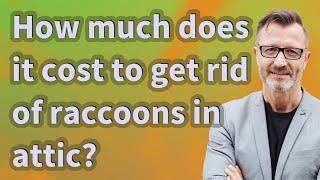 How much does it cost to get rid of raccoons in attic?