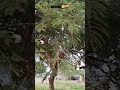 SAAHIBA Ninde Vinde Aaye Na Sahiba Fall For You