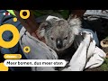Drones strooien boomzaden voor hongerige koala's