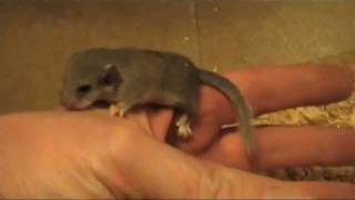 preview picture of video 'Baby Micro Squirrels-African Pygmy Dormice Babies! ♡'
