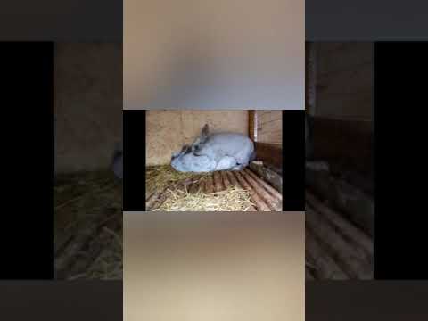 GREYISH BUNNY READY TO MATING || F&F || BREEDER BUNNIES