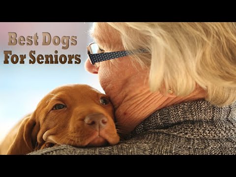 Top 12 Dog Breeds For Seniors & Elderly