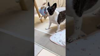 結局一緒に遊びたいフレブル