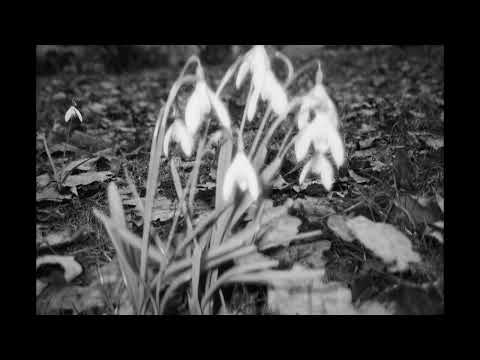 wilt - screamo/melodic hardcore instrumental [free]