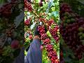 COFFEE BEAN HARVESTING AND PROCESSING PROCESS Shorts