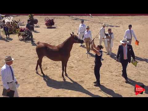 N.83 NIJELLA DE NAUTIAC - Menton 2019
