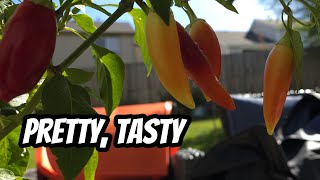 These Garden Peppers Look Ornamental but Taste Insane