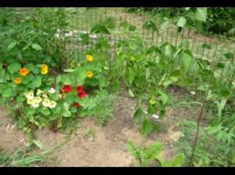 SCOD Gardens: SUMMER SOLSTICE Midsummer Litha