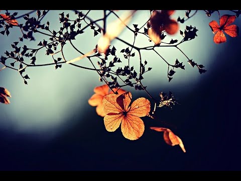 Wochenrückblick LS-X KW36/2020 mit Verlusten bei DAX, Nasdaq - Storys: Tesla, Zoom, Walmart, Secunet