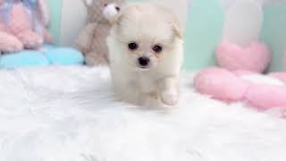 ハーフ犬の動画01