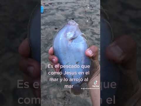 Es el pescado que comió Jesús en el mar y lo arrojó al mar (NUNCA ANTES VISTO)